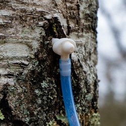 Raccords & Chalumeaux pour les récolteurs de sève de bouleau