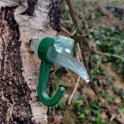 Eau de bouleau : matériel d'extraction pour les professionnels