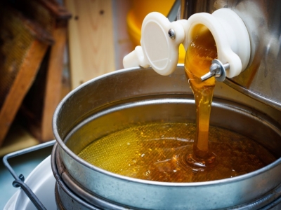  Quand récolter l’eau de bouleau ?