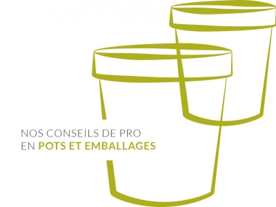 Pourquoi l’eau de bouleau ne coule pas ?